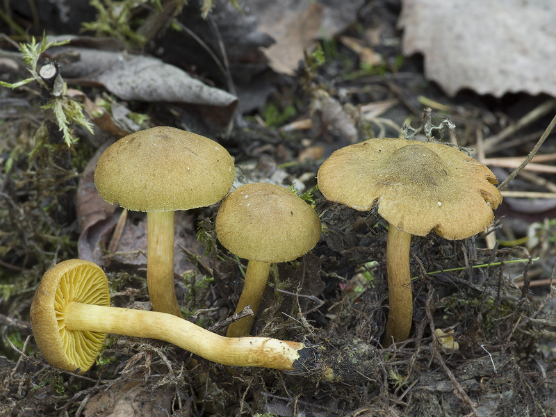 Cortinarius croceus